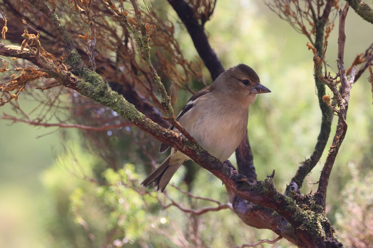 Azores Chaffinch - ML566760591