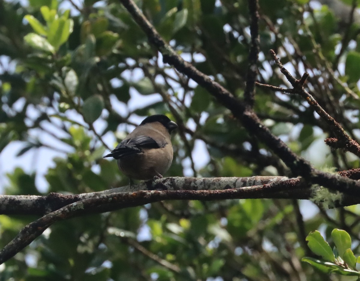 Azores Bullfinch - ML566760611