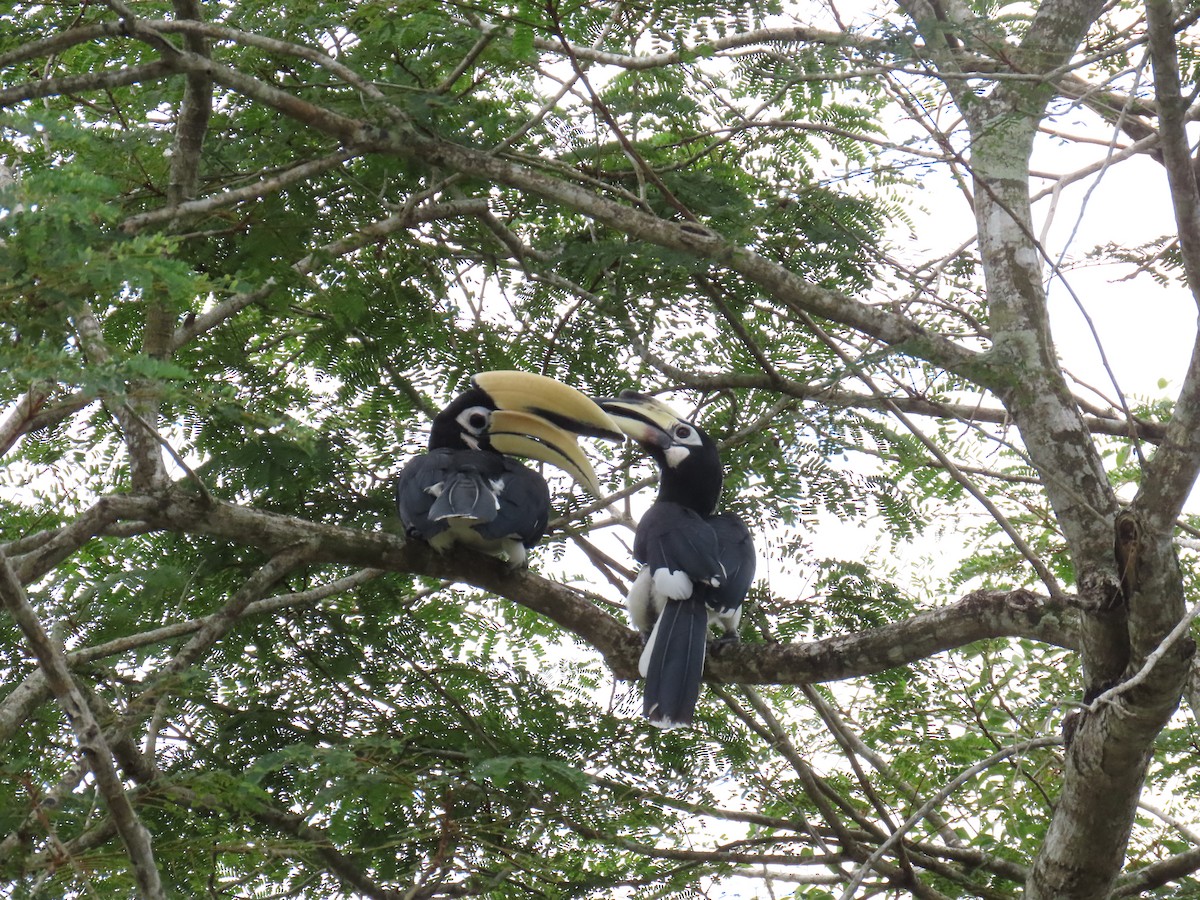 Oriental Pied-Hornbill - ML566761401