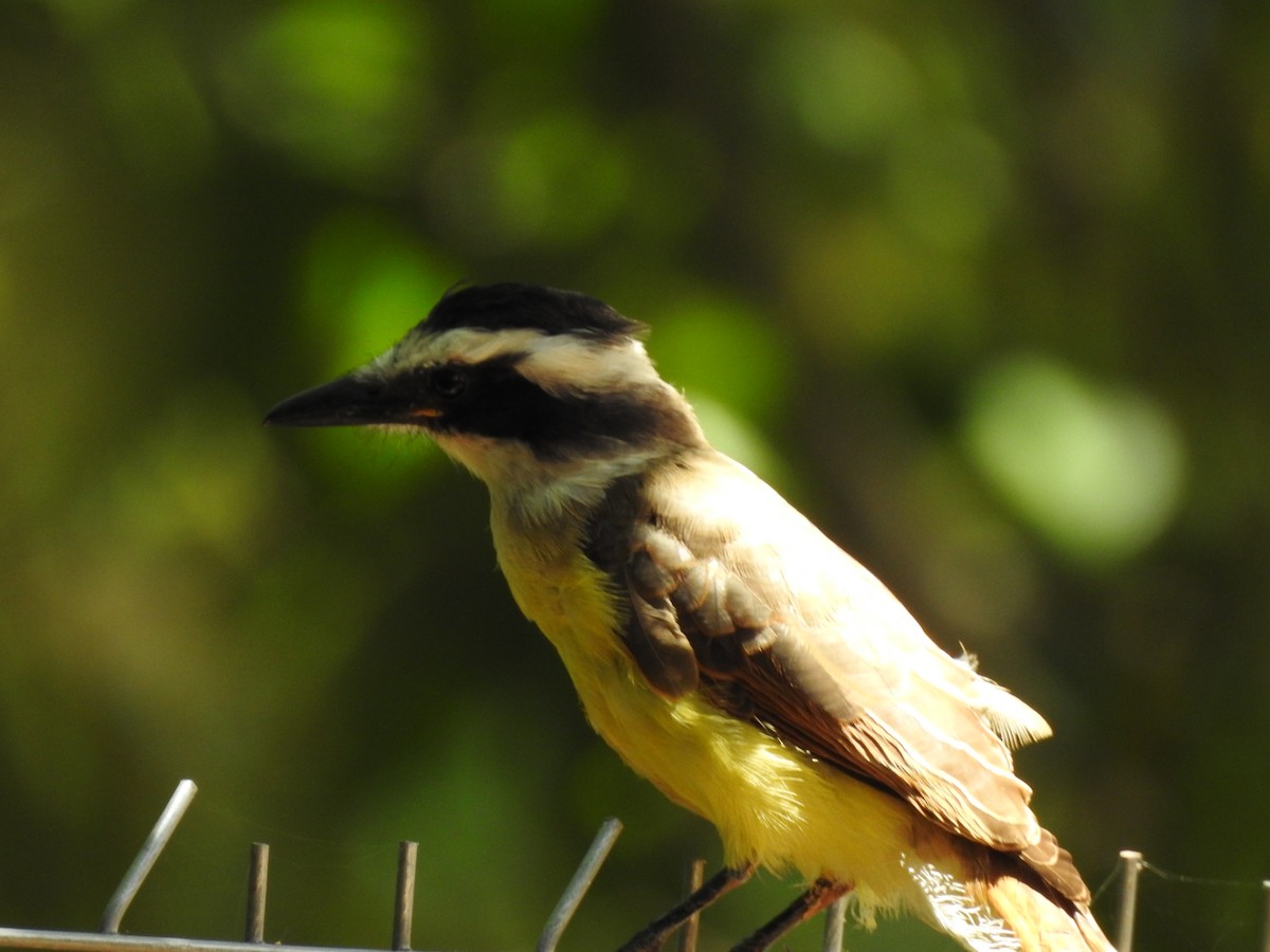 Great Kiskadee - David Eddington