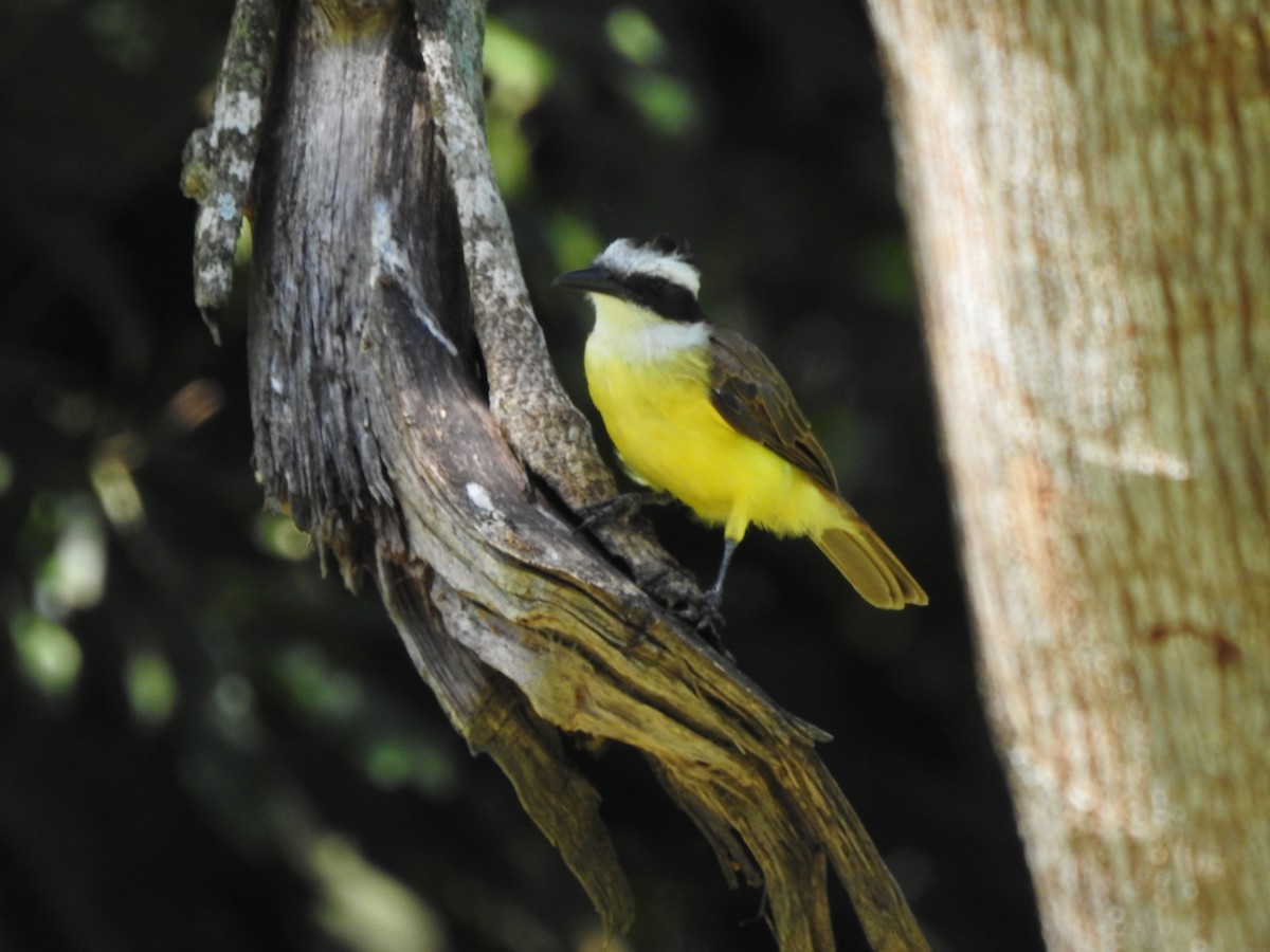 Great Kiskadee - ML566762141