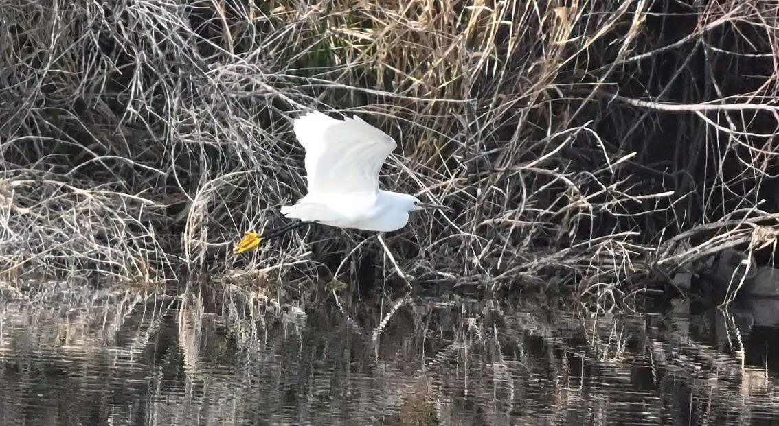 Snowy Egret - ML566762391