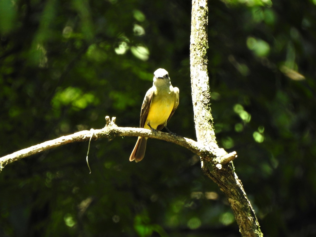 Tropical Kingbird - ML566763051