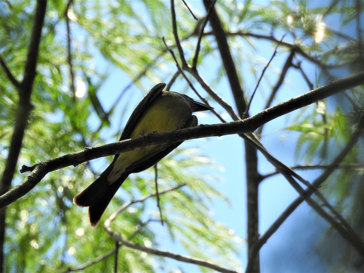 Tropical Kingbird - ML566763071