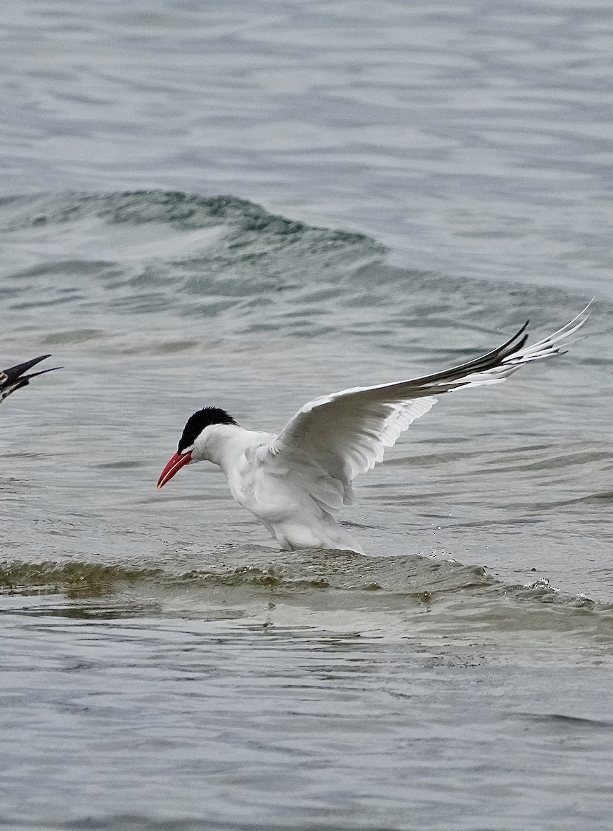 Caspian Tern - ML566763091