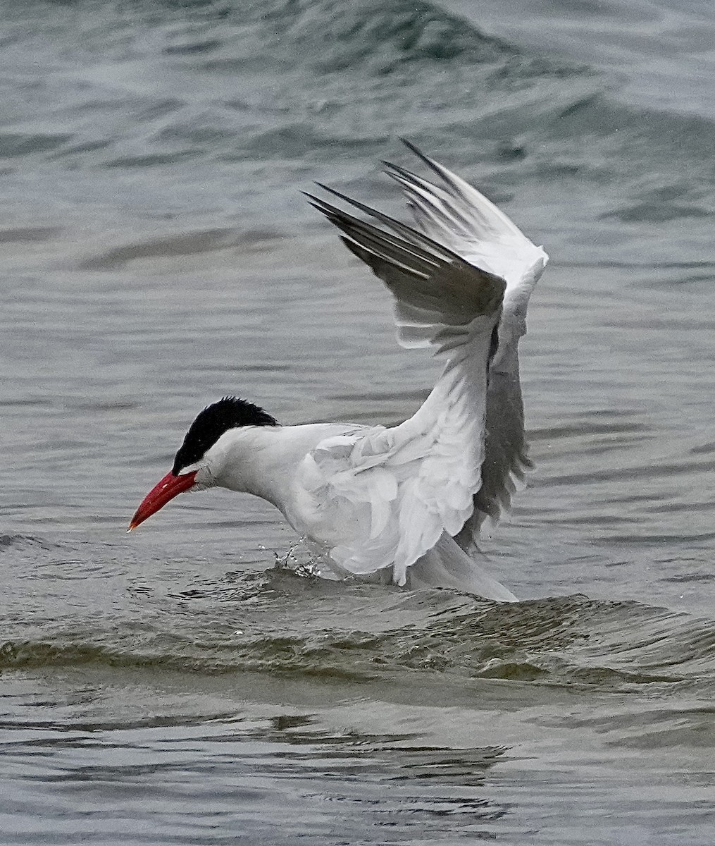 Caspian Tern - Annette Teng