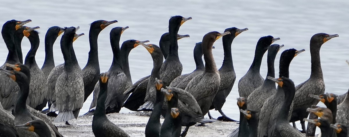 Double-crested Cormorant - ML566763171