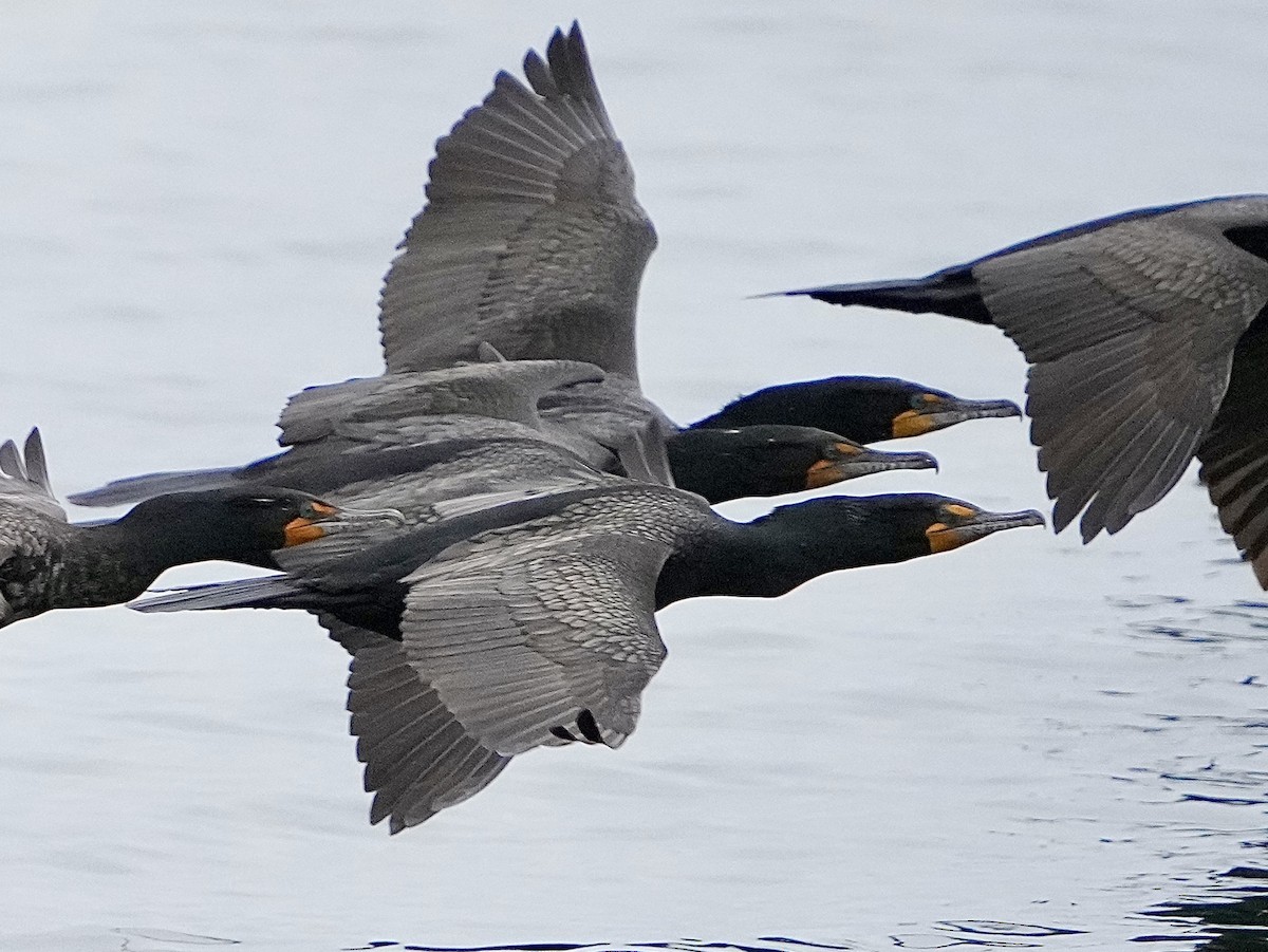 Double-crested Cormorant - ML566763181