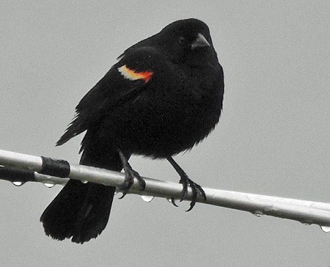 Red-winged Blackbird - ML566763741