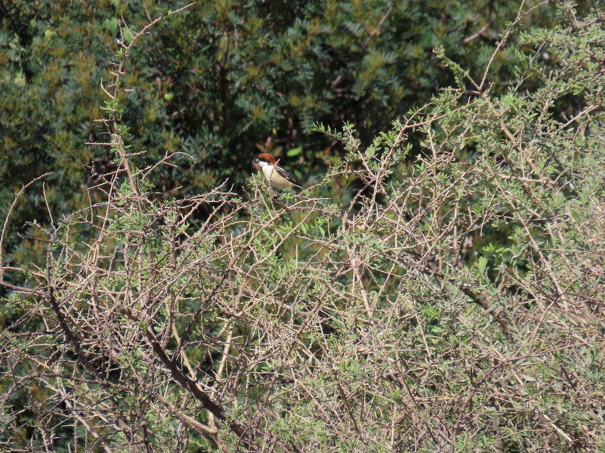 Woodchat Shrike - ML566764071