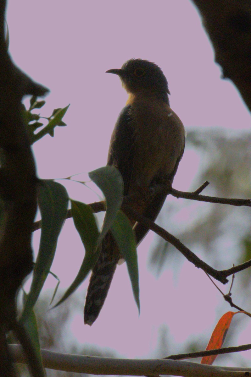 Fan-tailed Cuckoo - Robert Dugand