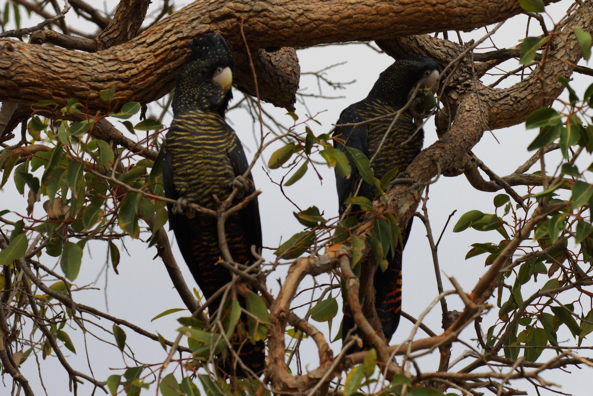 Red-tailed Black-Cockatoo - Robert Dugand