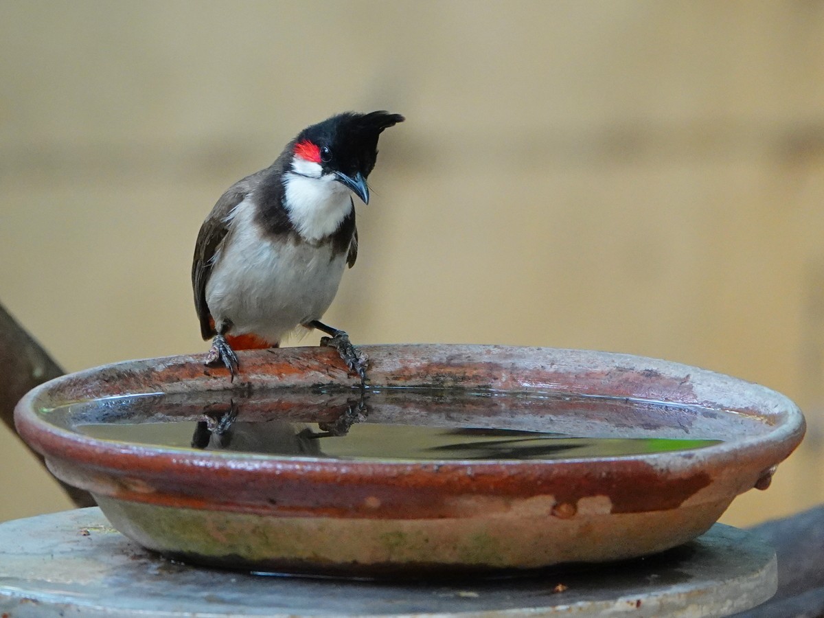 Red-whiskered Bulbul - Subhadra Devi