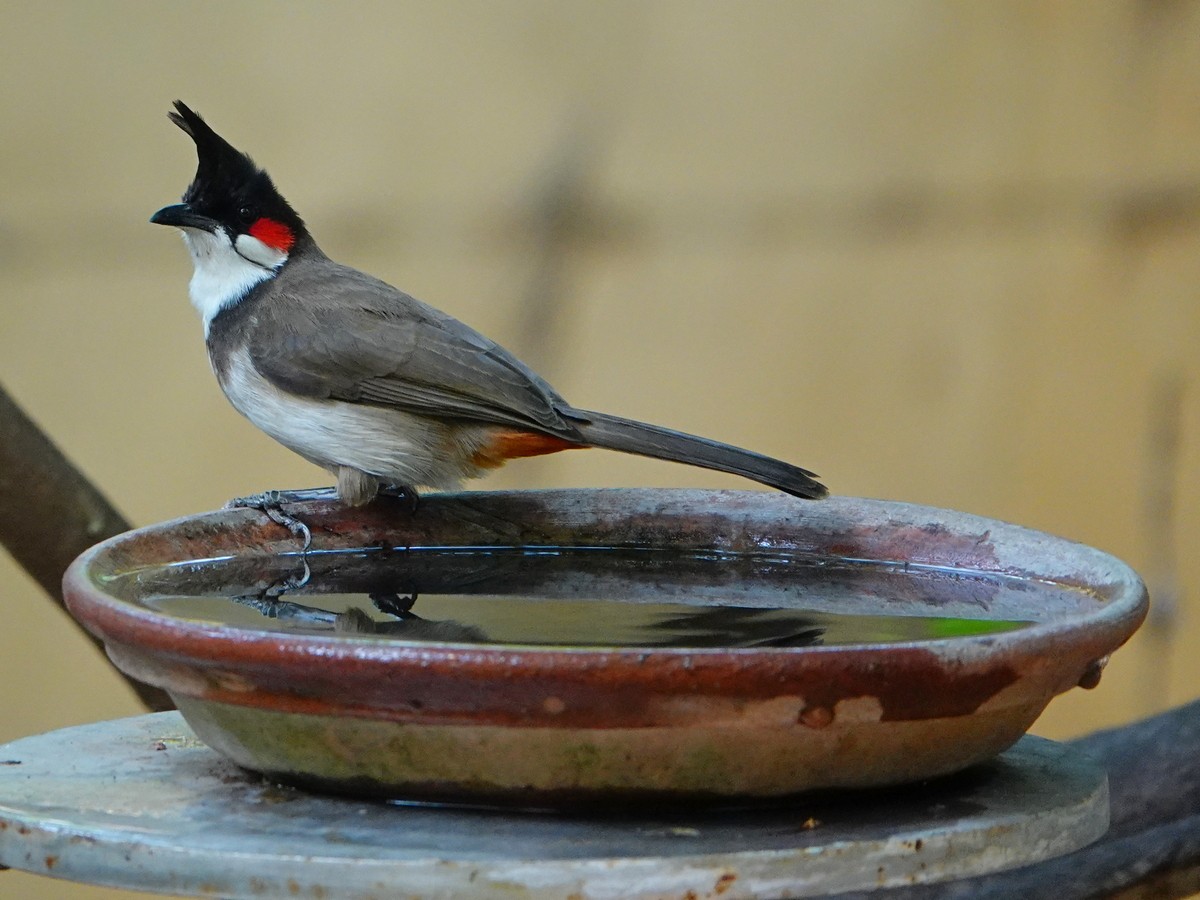 Red-whiskered Bulbul - Subhadra Devi