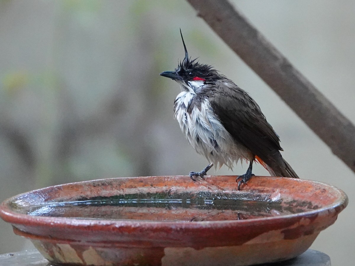 Red-whiskered Bulbul - Subhadra Devi