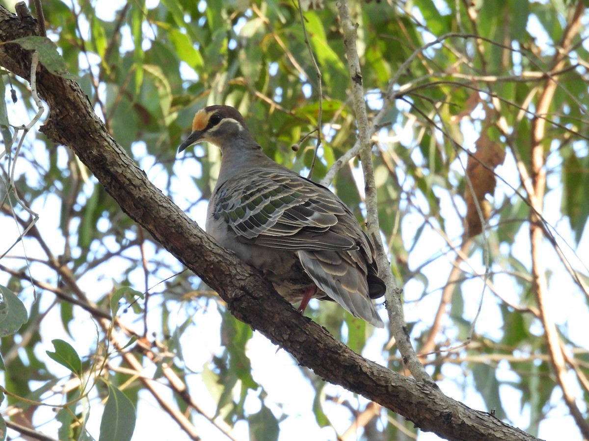 Common Bronzewing - ML566765421