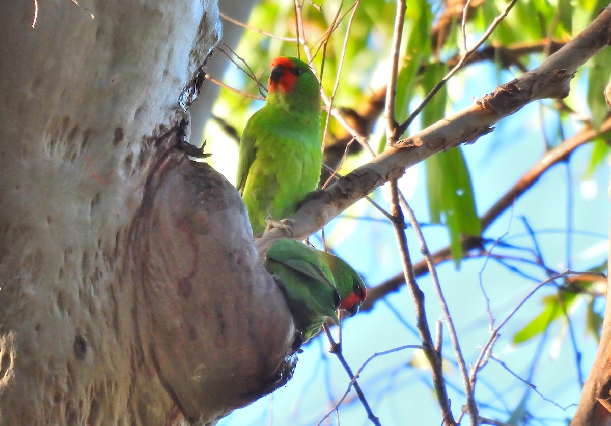 ヒメジャコウインコ - ML566765841