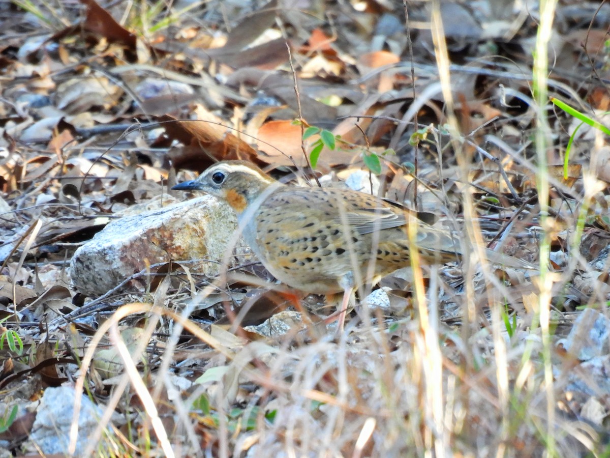 Spotted Quail-thrush - Michael Wu