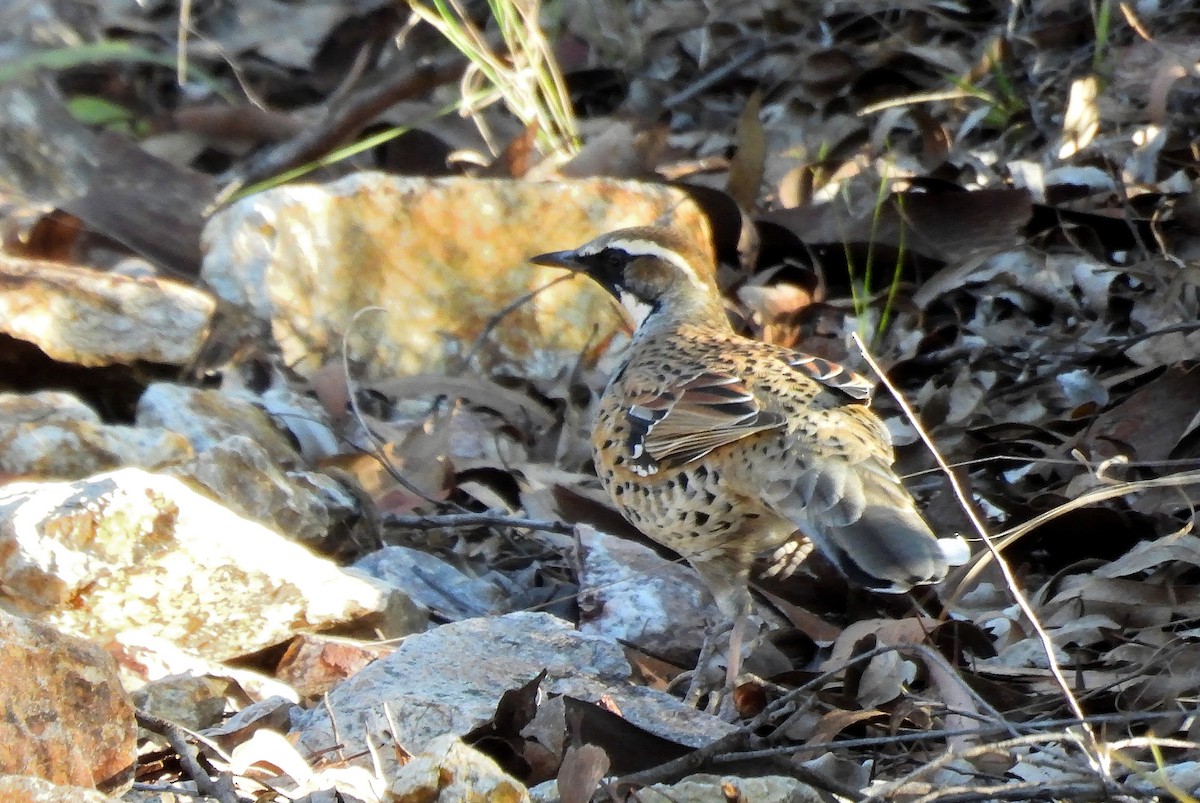 Spotted Quail-thrush - ML566765941