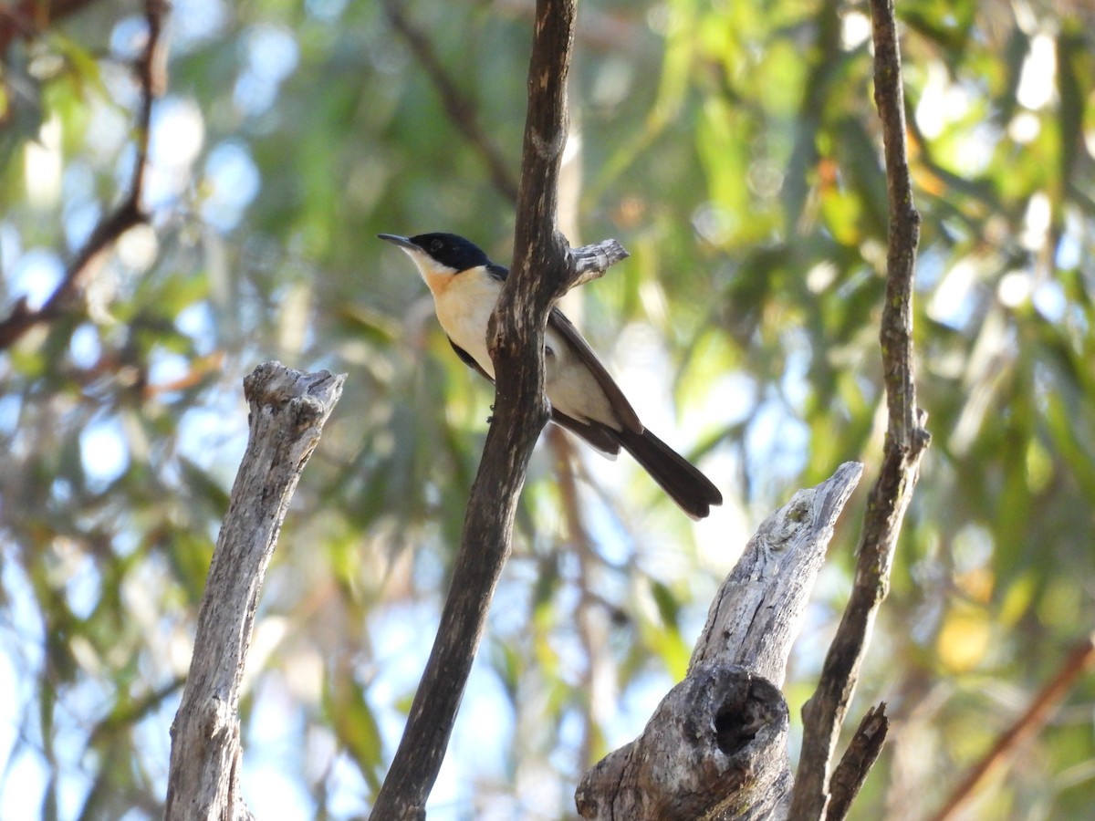 Restless Flycatcher - ML566766161