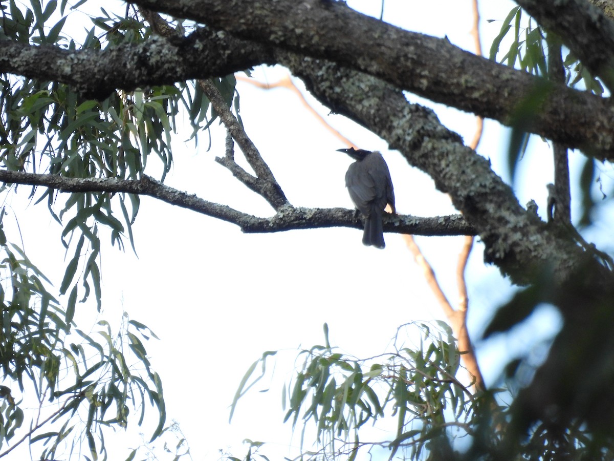 Noisy Friarbird - ML566766301