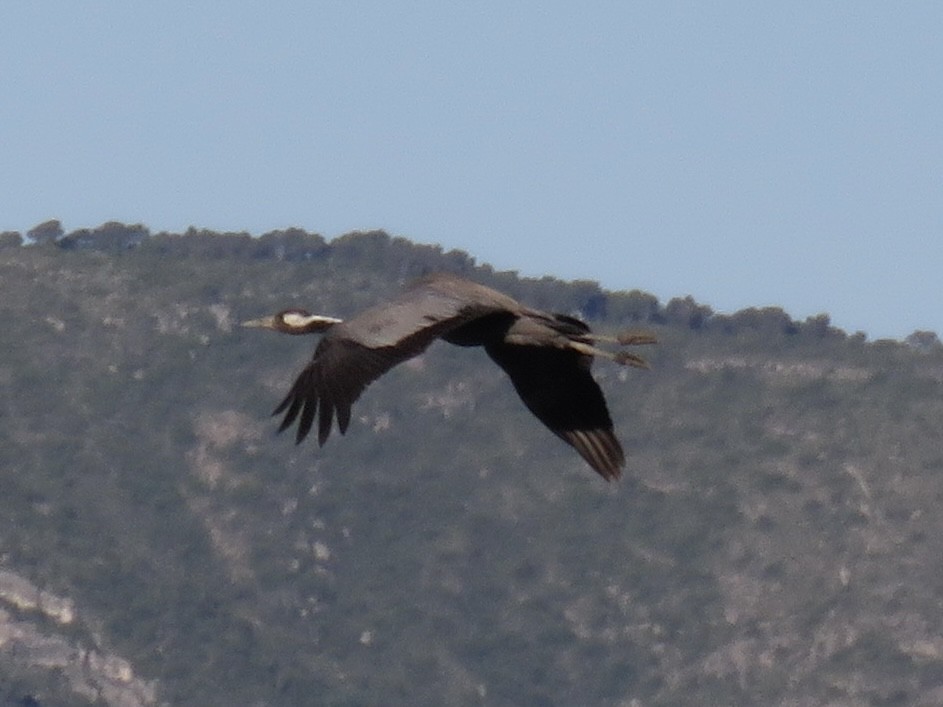 Grulla Común - ML566766651