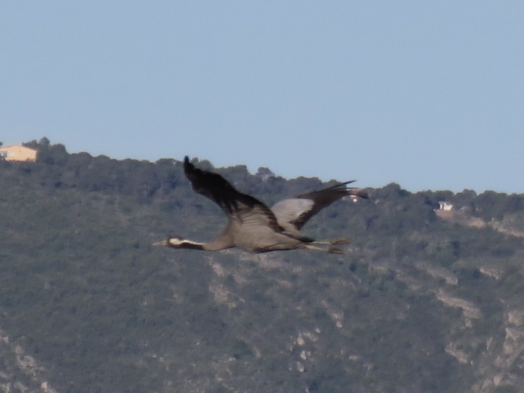 Common Crane - ML566766691