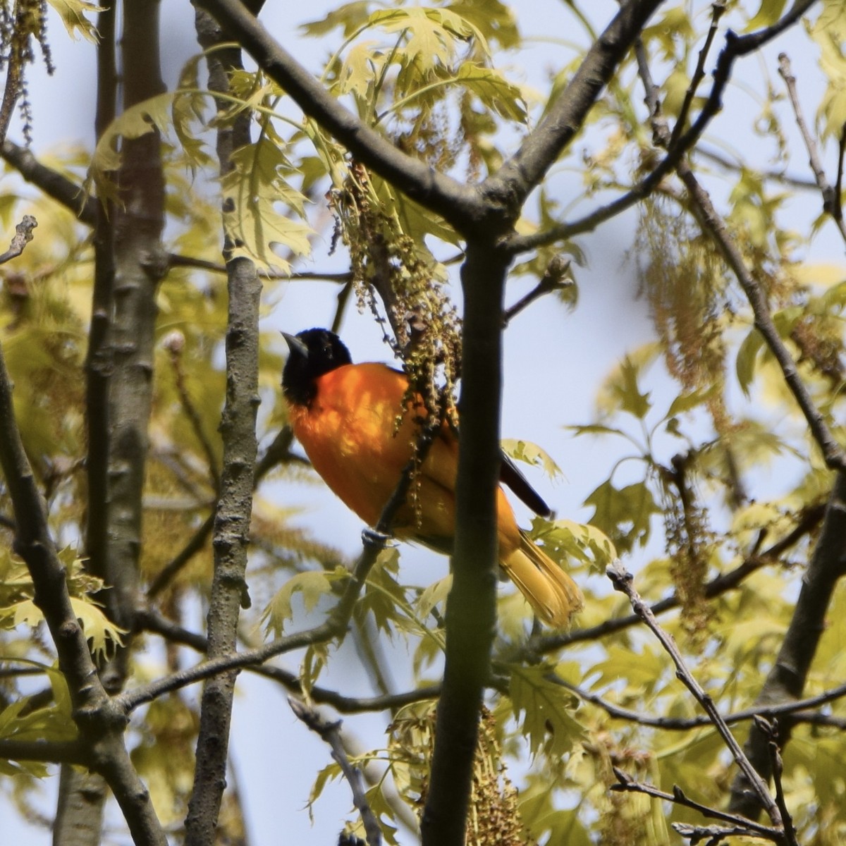 Baltimore Oriole - J P