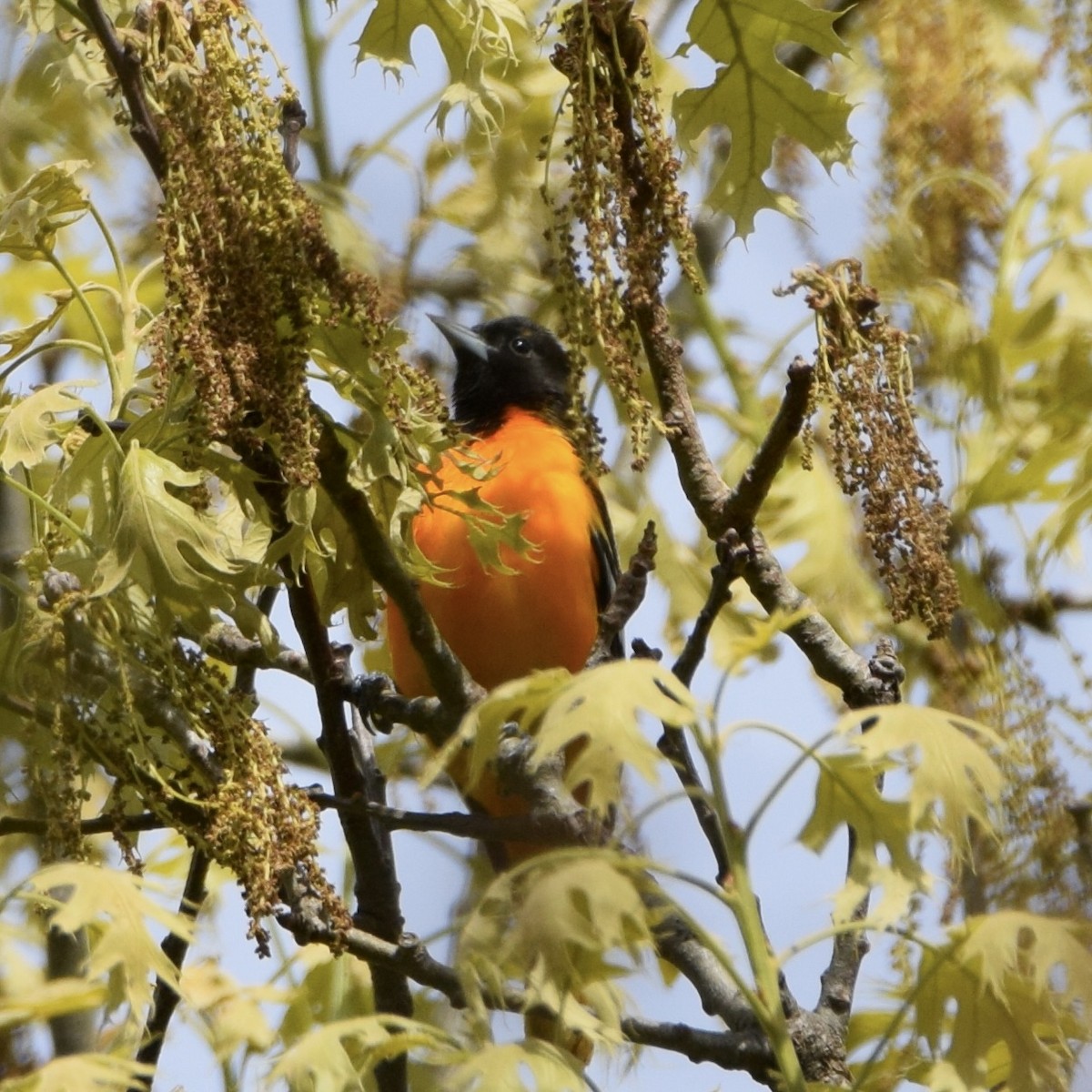 Baltimore Oriole - ML566768311