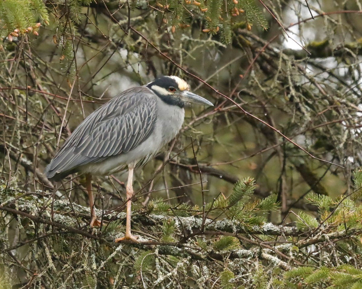 Yellow-crowned Night Heron - ML566768491