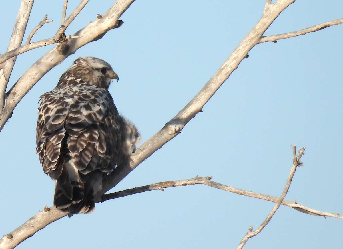 Rough-legged Hawk - hv hughes