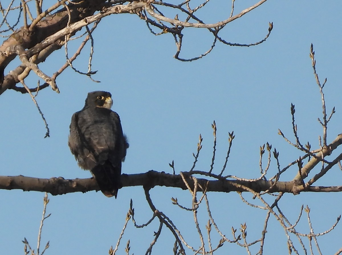 Peregrine Falcon - hv hughes