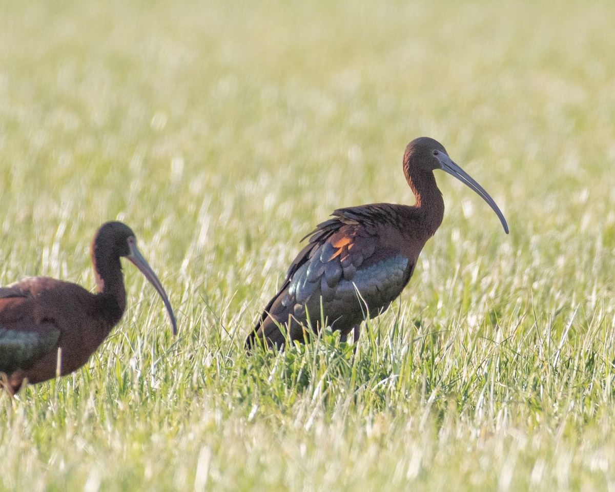 ibis hnědý - ML566770051