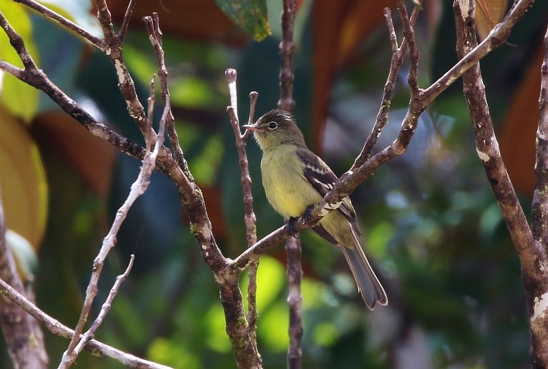 Fiofío de Los Tepuis - ML56677121