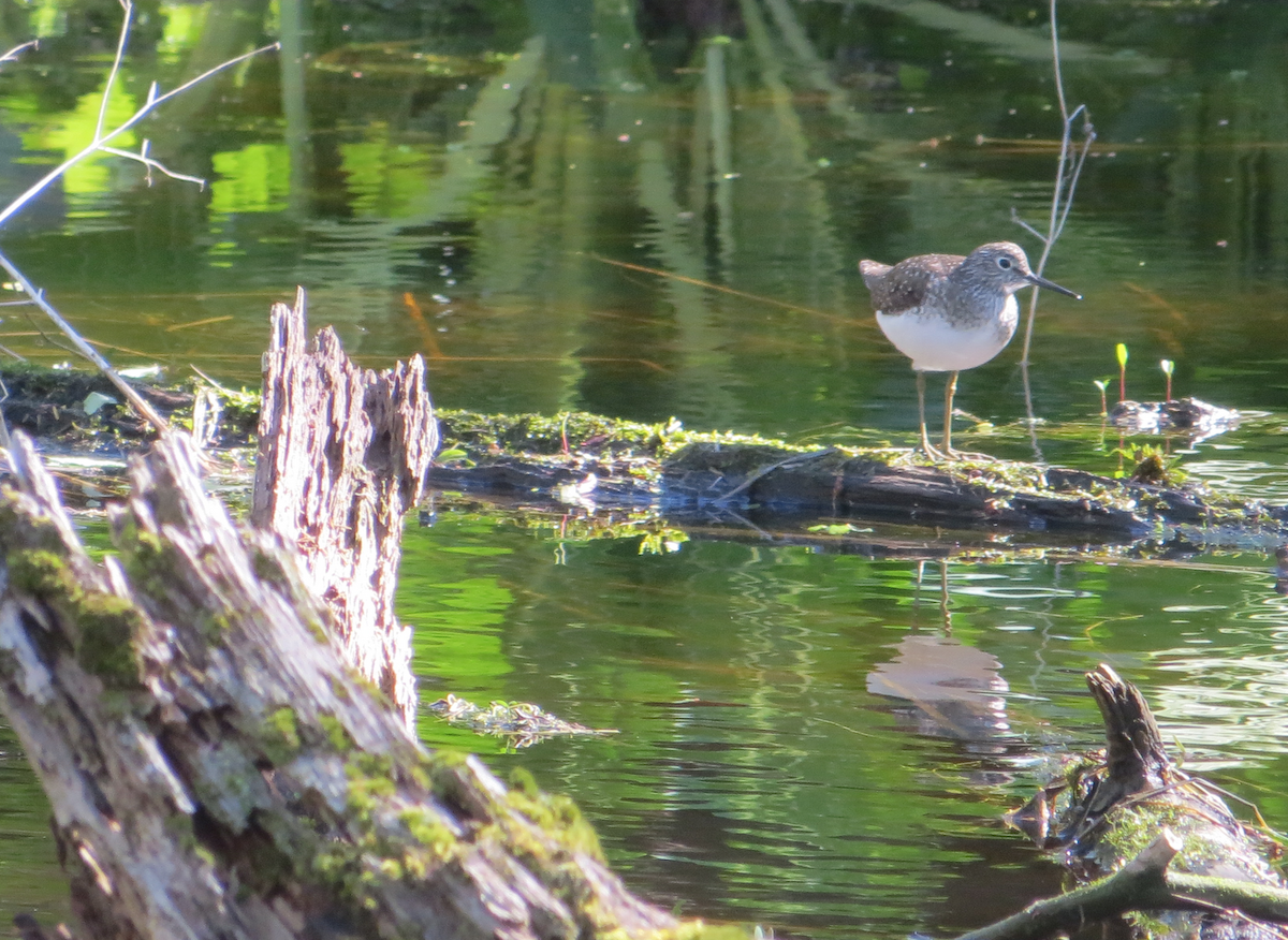 Solitary Sandpiper - ML56677171