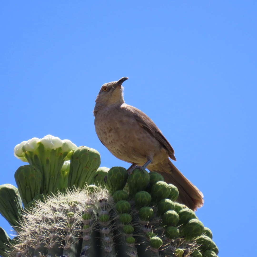 Curve-billed Thrasher - ML566772241