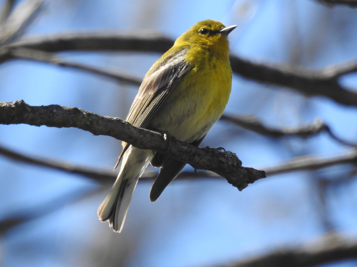 Pine Warbler - ML566774451