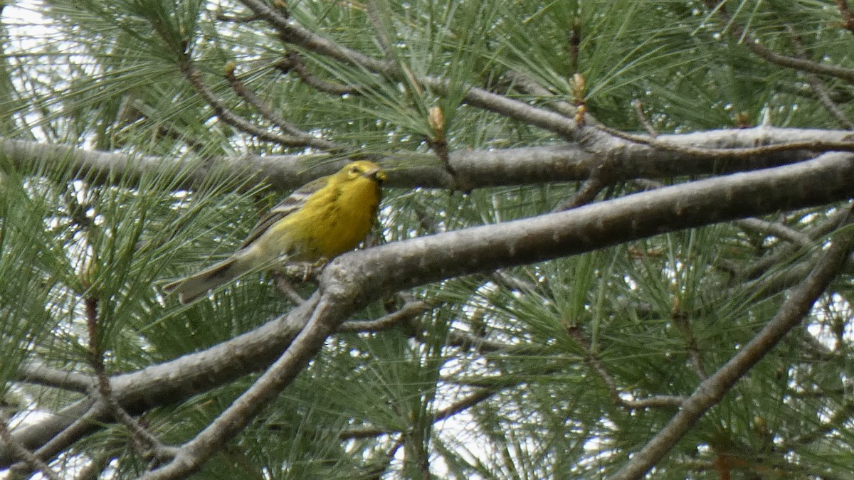 Pine Warbler - ML566775481