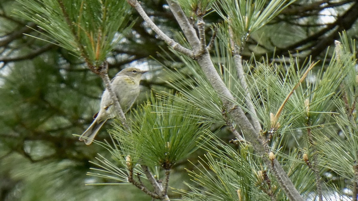 Pine Warbler - ML566775491