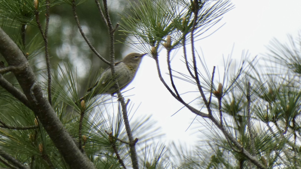 Pine Warbler - ML566775501