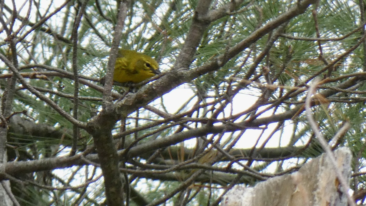 Pine Warbler - ML566775511