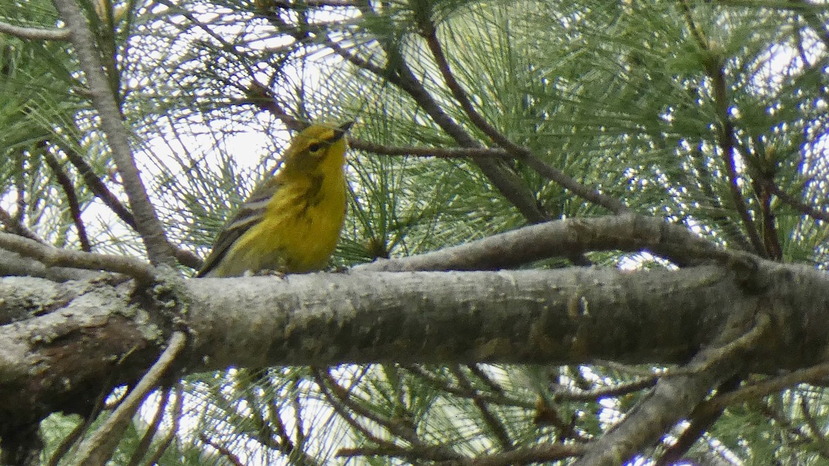 Pine Warbler - ML566775521