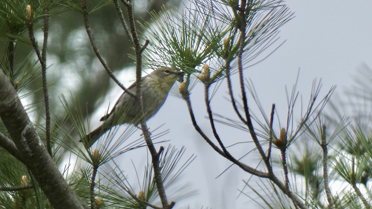 Pine Warbler - ML566775531