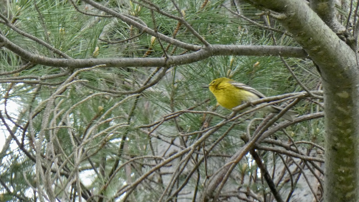 Pine Warbler - ML566775541