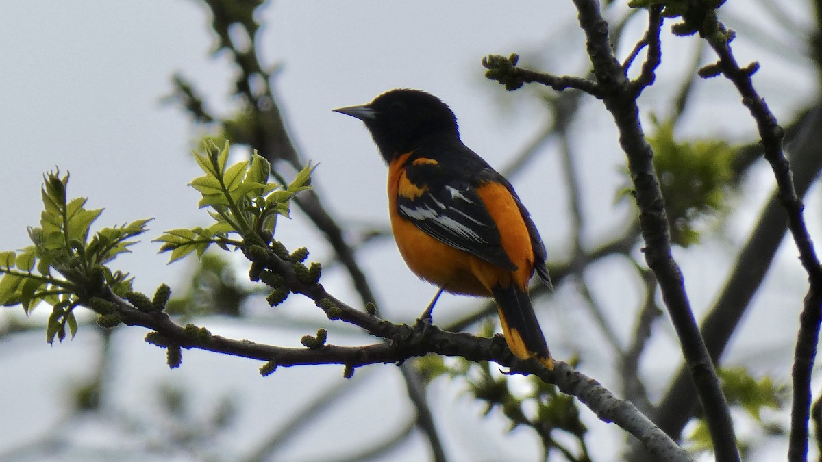 Baltimore Oriole - ML566775641