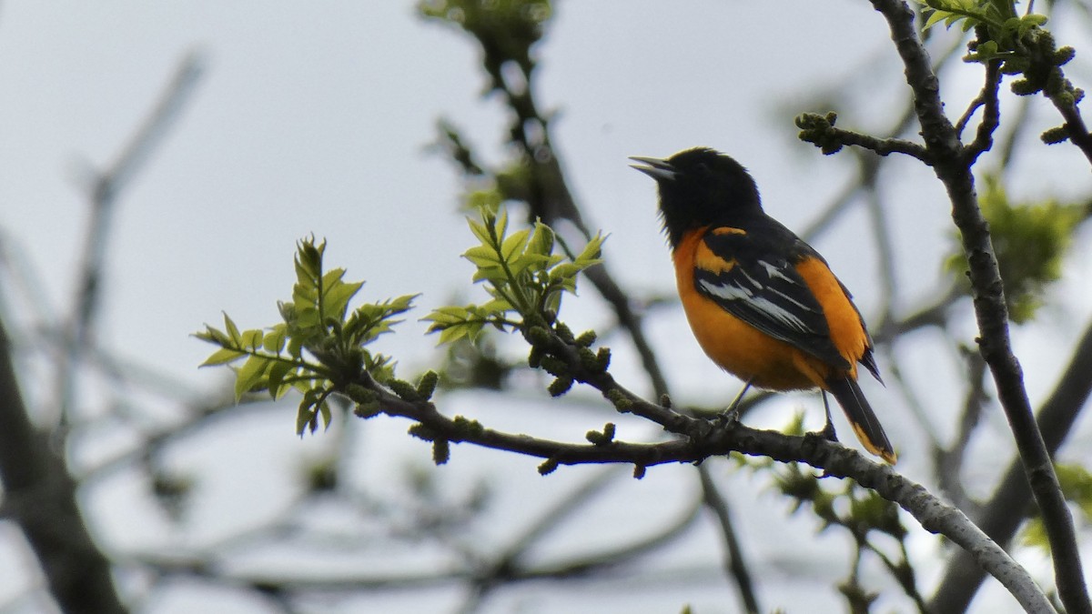 Baltimore Oriole - ML566775651