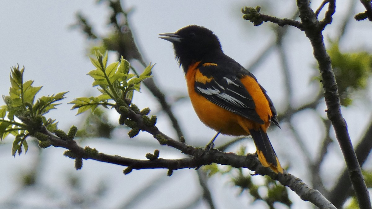 Baltimore Oriole - ML566775661