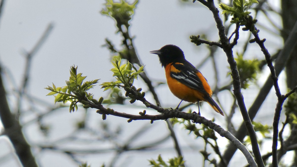 Baltimore Oriole - ML566775671