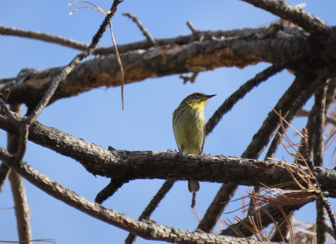 Palm Warbler - Nate Bond