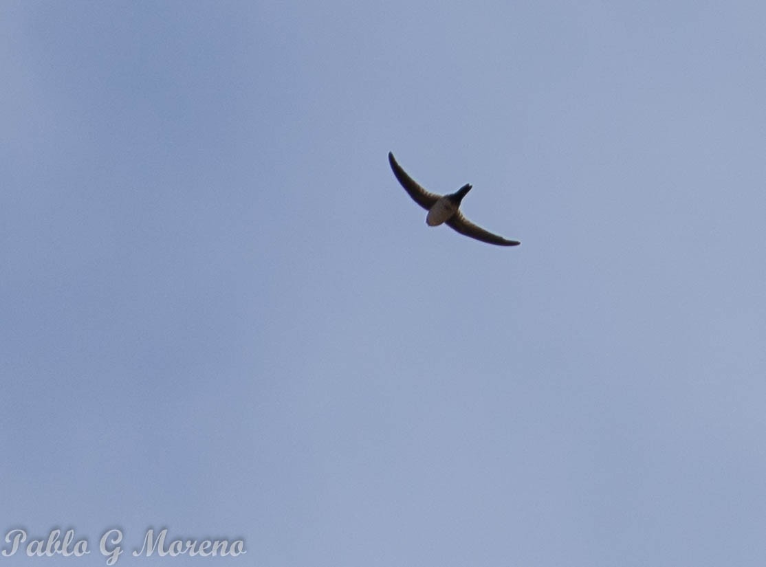 Andean Swift - Pablo Moreno